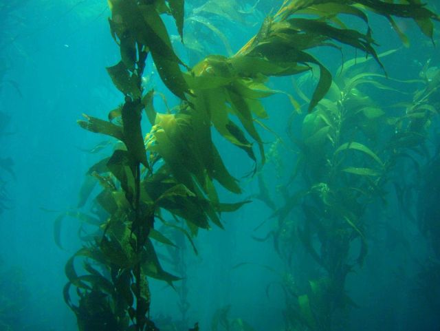 Giant kelp (Macrocystis pyrifera). Picture