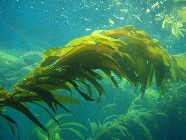 Giant kelp (Macrocystis pyrifera). Picture