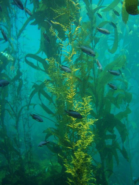 Giant kelp (Macrocystis pyrifera). Picture