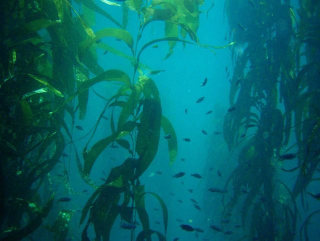 Giant kelp (Macrocystis pyrifera). Picture