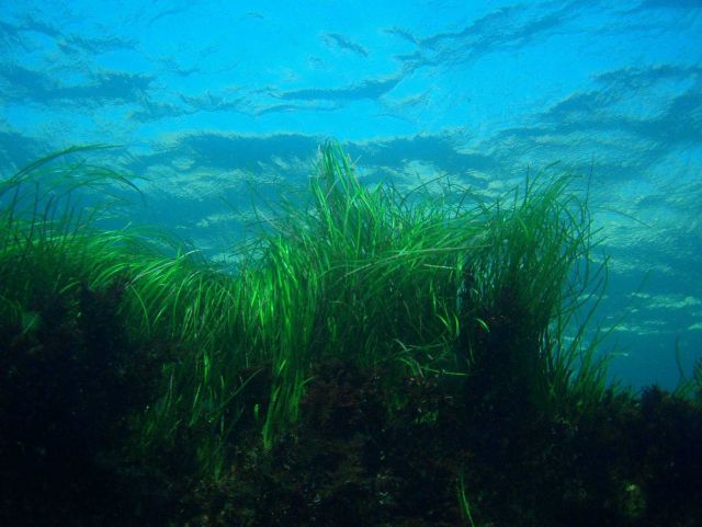 Seagrass Picture
