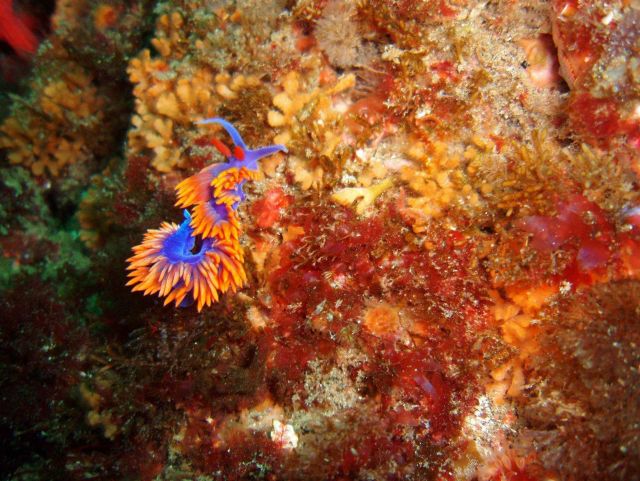 Spanish shawl nudibranch (Flabellina iodinea). Picture