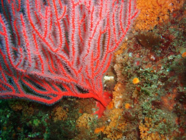 Red gorgonian (Lophogorgia chilensis). Picture