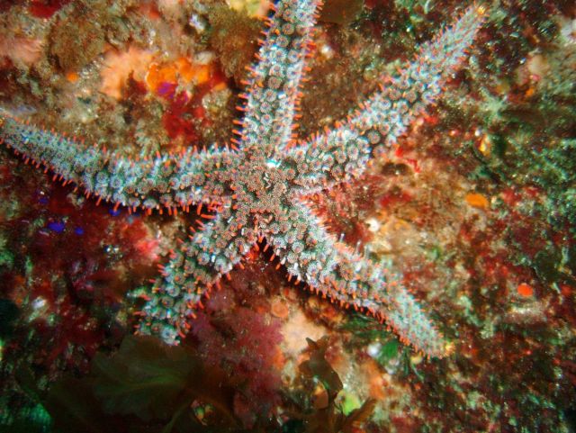 Giant spined star (Pisaster giganteus). Picture