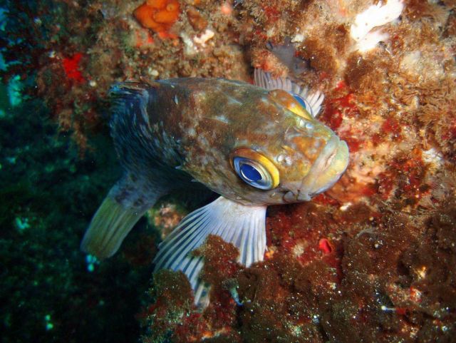 Rockfish? (Sebastes?) Picture