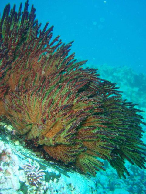 California golden gorgonian (Muricea california). Picture