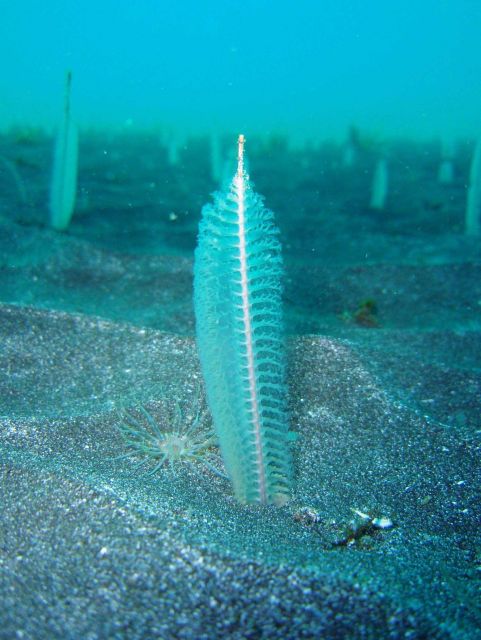 White sea pen forest (Stylatula elongata). Picture