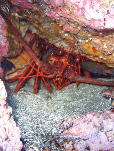 Spiny lobster (Panulirus interruptus). Picture