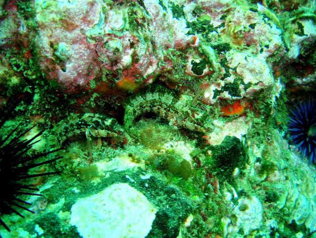 Two island kelpfish (Alloclinus holderi). Picture
