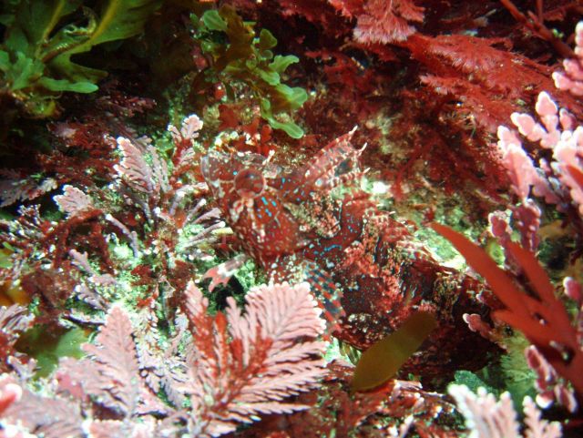 Island kelpfish (Alloclinus holderi) Picture