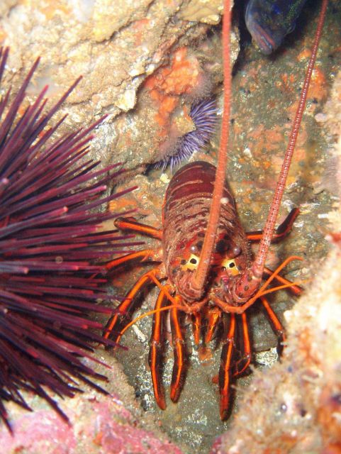 Spiny lobster (Panulirus interruptus). Picture