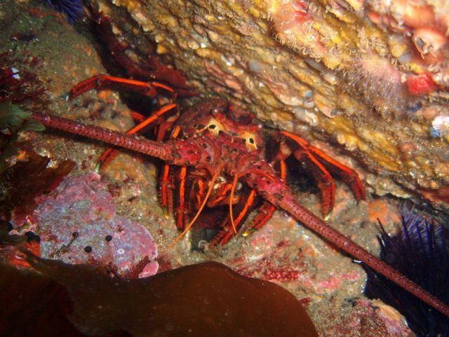 Spiny lobster (Panulirus interruptus). Picture