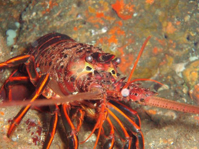 Spiny lobster (Panulirus interruptus). Picture