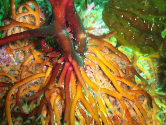 A kelp holdfast. Picture