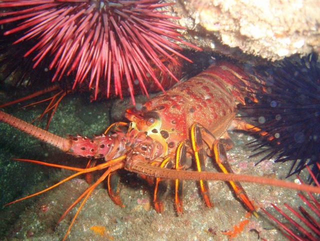 Spiny lobster (Panulirus interruptus). Picture