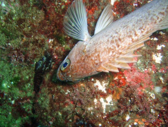 Green-spotted rockfish? (Sebastes chlorostictus?). Picture