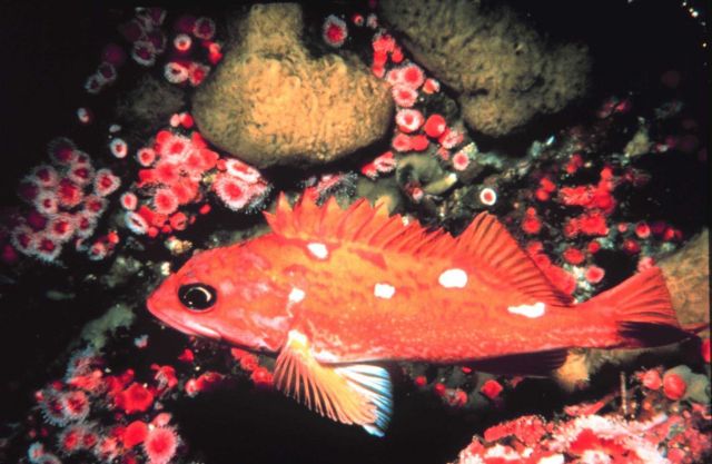 A rosy rock fish Picture