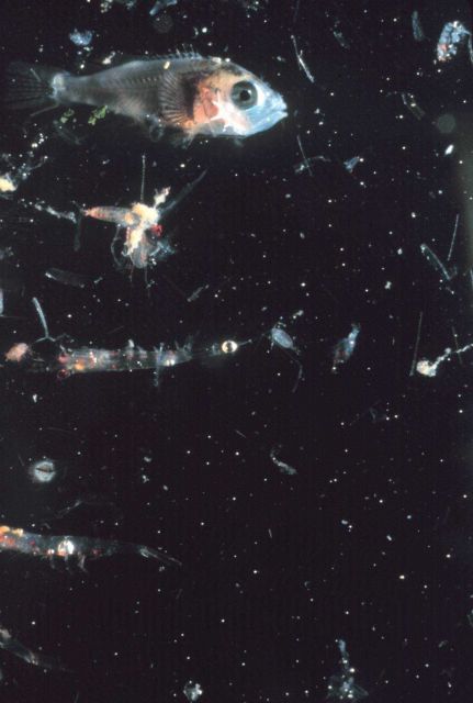 A juvenile rockfish Picture