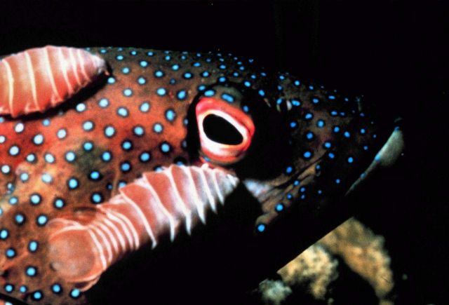 A grouper with isopods attached Picture