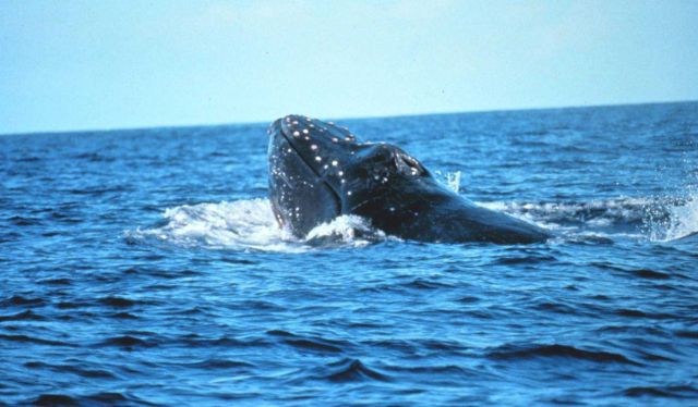 A migrating humpback whale Picture