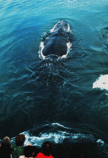 A whalewatching cruise observing humpbacks near the boat Picture