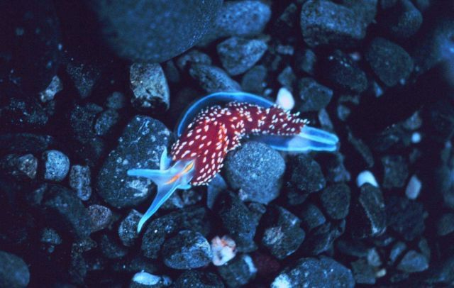 A hermissenda nudibranch Picture