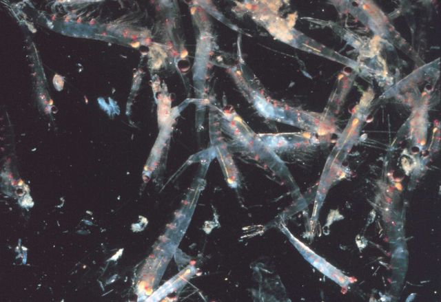 Krill Picture