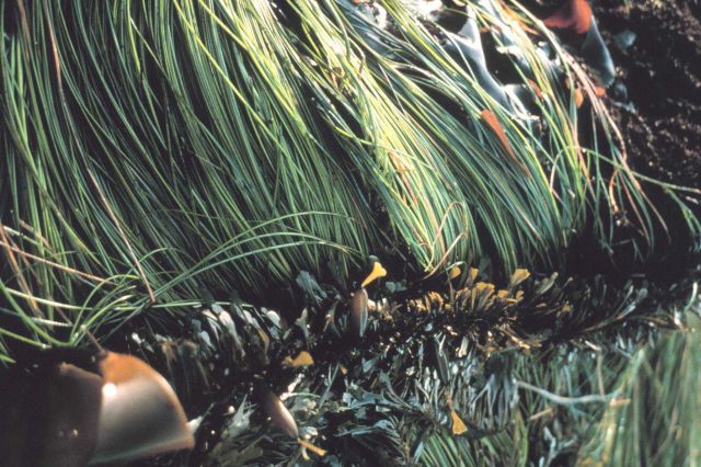 Kelp and surf grass Picture