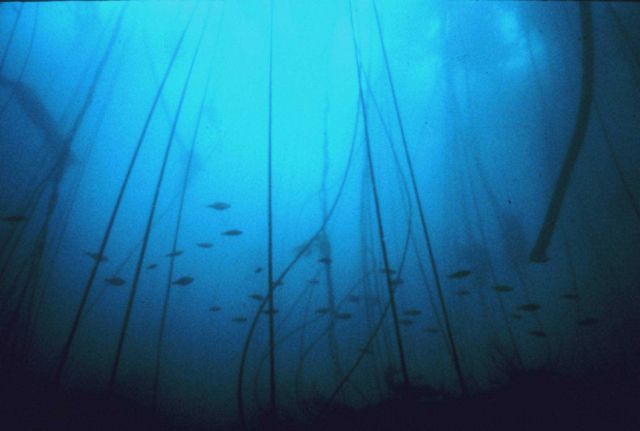 Bull whip kelp and rockfish Picture