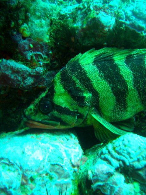 Treefish (Sebastes serriceps). Picture