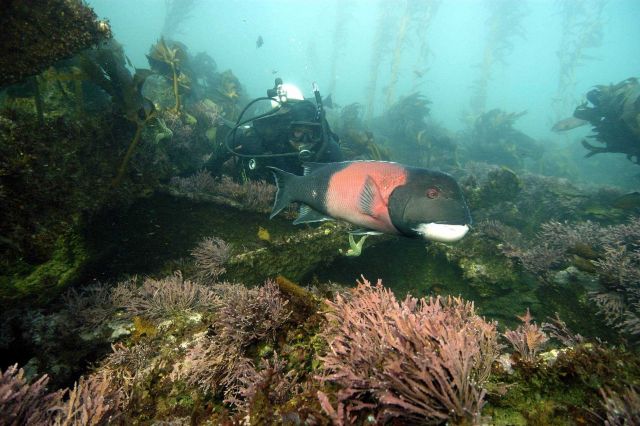 Diving on the shipwreck of the AGGI, diver Charles Lara observes a sheepshead (Archosargus probatocephalus). Picture