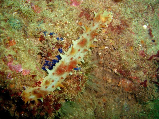 California sea cucumber Picture