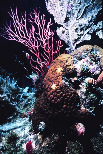 A variety of corals Picture