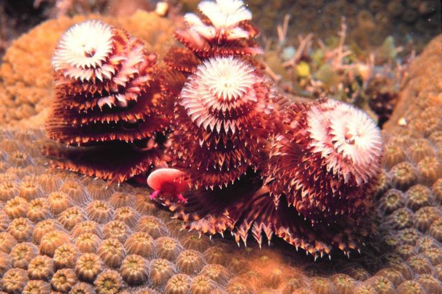 The Christmas tree worm - Spirobranchus giganteus seen here on Elbow Reef Picture