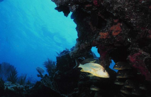 A blue stripe grunt Picture