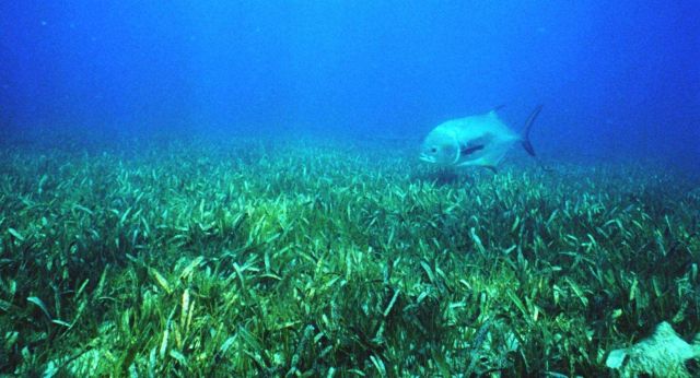 Healthy seagrass with a jack in the background Picture