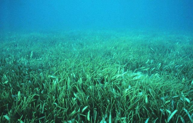 A seagrass meadow Picture