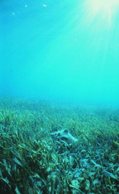 Healthy seagrass with a conch Picture