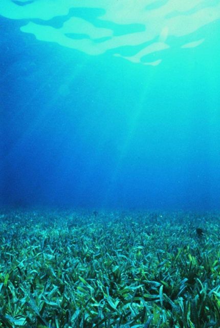 Healthy seagrass Picture