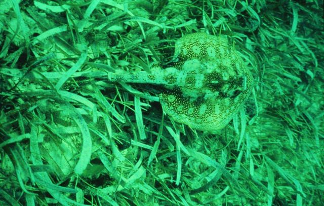 Healthy seagrass with a ray Picture
