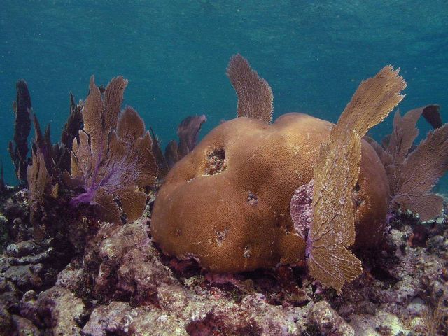 Massive starlet coral (Siderastrea siderastrea) and sea fans Picture