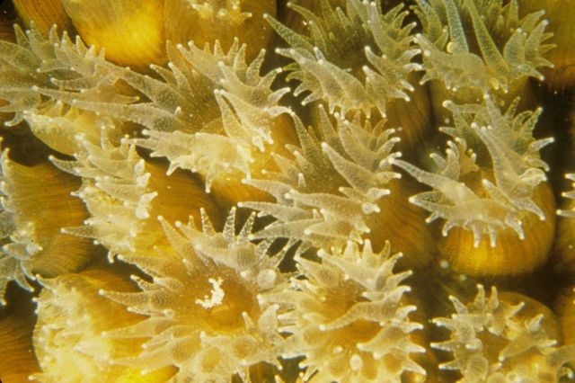 The coral polyps are extended in this closeup view of Montastrea cavernosa, boulder star coral. Picture