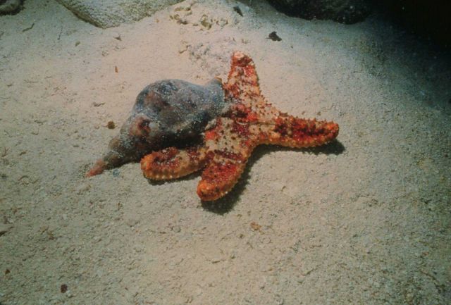 Atlantic triton on a (Bahama) cushion star. Picture