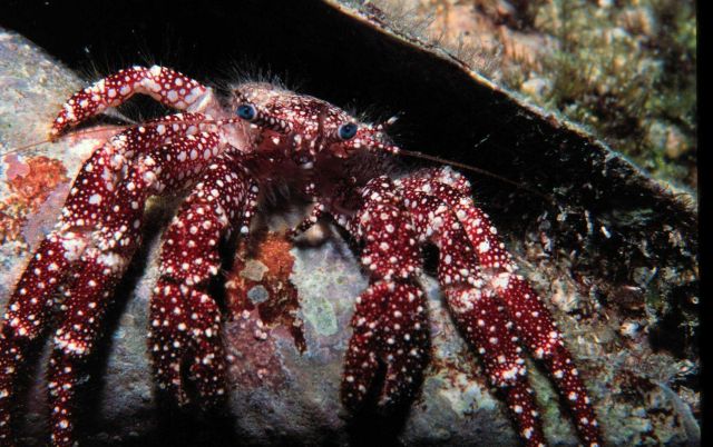 White-speckled hermit crab in shell Picture