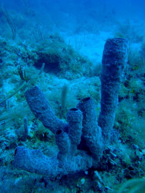 Black tube sponges. Picture