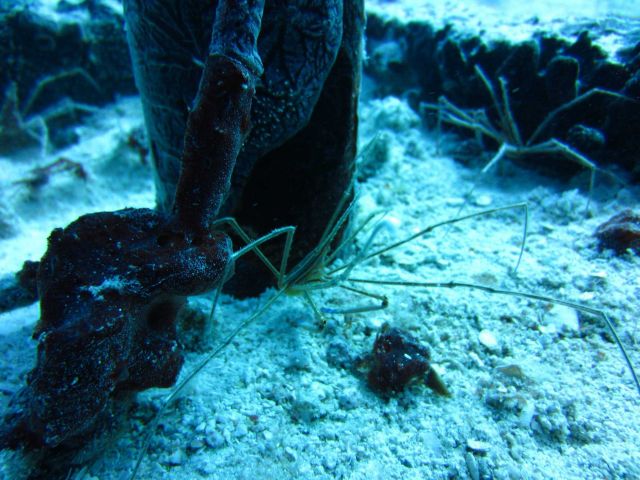 Three yellowline arrow crabs (Stenorynchus seticornicis) can be seen in this image. Picture