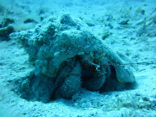 A large hermit crab with its eyes protruding is seen peering out from a well- camouflaged conch shell. Picture