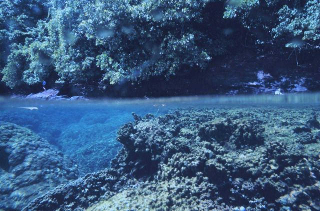 Shallow coral reef along American Samoa shoreline Picture