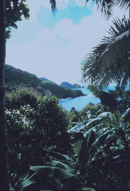 View through coastal vegetation of the shore of American Samoa Picture