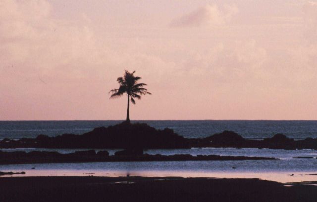 A lone palm tree on an islet offshore from American Samoa Picture